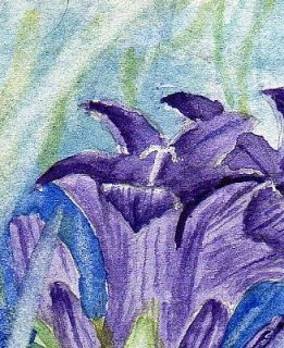 Clustered Bellflower Original ACEO Watercolour Painting 3 5 x 2 5 