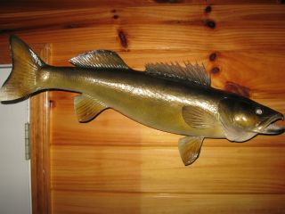 Beautiful 27 Wisconsin Big Green Lake Caught Walleye Pike Fish Skin 