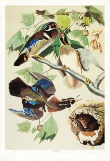 limited edition lithograph m bernard loates wood ducks 465 1000
