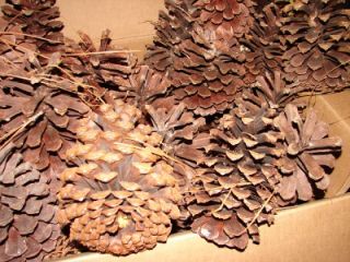 lot of large big pine cones decor 7 1 2 long