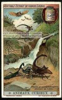praying mantis mantid insects nice c1915 card time left $
