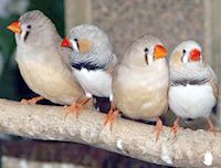 Plastic Fake Eggs & Nest Bowl Kit for Parrotlet Finch, Parakeet 