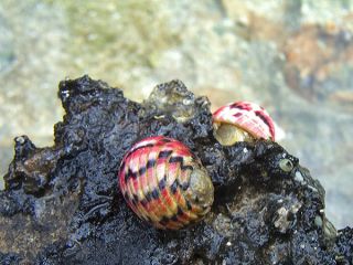 10 Versicolor Nerite Snails   Live Exotic Cleaner Snail *RARE*   Algae 