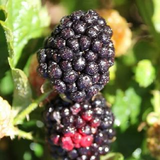 Apache Blackberry Live Thornless Plant Hybrid Delicious