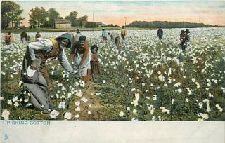 Tuck Dixie Land Picking Cotton Black Americana K32747