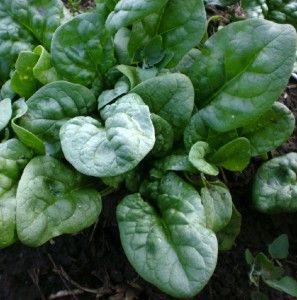 spinach bloomsdale organic heirloom