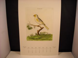 Canary Bird 18th 19th Century Reprint