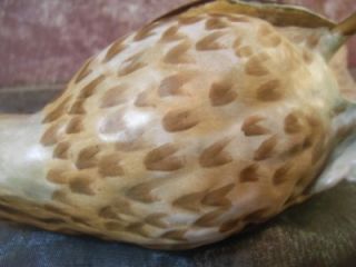   Detailed Figurine Perched Speckled Song or Mistle Thrush Bird