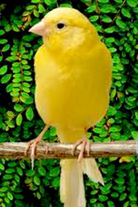   Parrotlet Finch, Parakeet, Budgie, Canary Diamond Dove DummyEggs