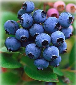 You Can Have The Blues Blueberry Plants Lot of 2  Fresh 