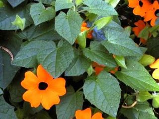   alata or black eyed susan is well known as a fast growing long