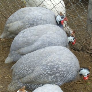  Guinea Fowl 24 Hatching Eggs