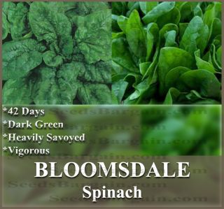 100 Bloomsdale Spinach Seeds Favorite to Many Thick Textured Crinkled 