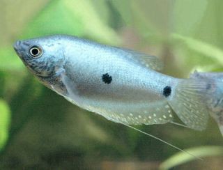 Blue gourami Three Spot Live Tropical Fish U s Seller