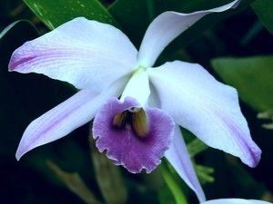   Cattleya Gaskell Pumila Blue Orchid Compact Growing Big Flowers