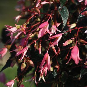 102 Begonia Bonfire Series Live Flower Plants Preorder