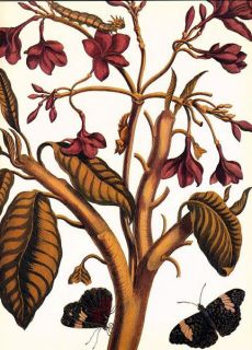 Lgr. Botanical Print Hawaiian Plumeria   Plate 4