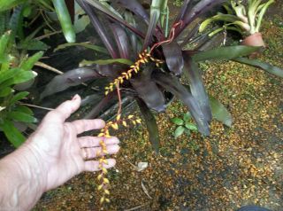 Bromeliads R US Aechmea Black Jack LRG Pup