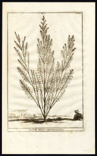 Antique Botanical Print Sedum Minus Arborescens Stonecrop Munting 1696 