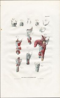   Anatomy Print MYOLOGY MUSCLES LARYNX HYOID BONE TONGUE Richter 1839