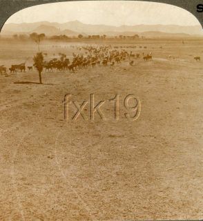 Arizona Sierra Bonita Ranch Cowboys Moving A Herd of Cattle U1021 208 