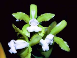 Cattleya Guttata V Alba Fields Bracey x Fields Species Orchid Plant 
