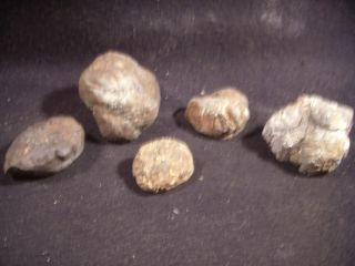    Creek Fossils Iron Pyrite Deposits Torino Hill Braidwood Illinois
