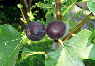 Fig Tree cuttings Ronde de Bordeaux RARE Cold Hardy Early Excellent 