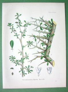 Myrrh Plant Balsamodendron Myrrha Superb Botanical Print Color