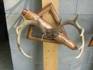 Broadhead Deer Hunting Rack Mount Taxidermy Plaque Custom