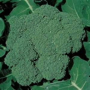 50 seeds Packman Broccoli Non GMO Hybrid seed New seed for 2012