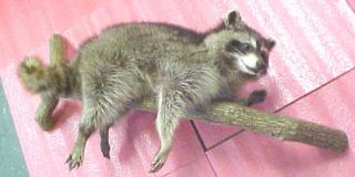 Cool Raccoon Racoon Full Body Mount Taxidermy Animal on Log Resting 