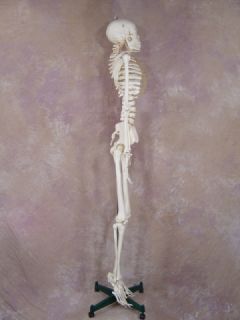 Life Size 1st Qtly Human Bucky Skeleton Educational New