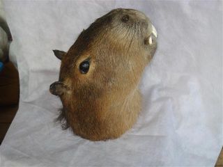 Real Capybara Head Mounted Taxidermy Stuffed Rodent