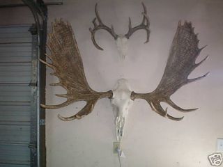 60 alaskan moose european mount taxidermy horns antler time left