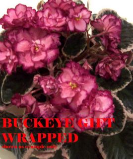 African Violet Buckeye Gift Wrapped Pair of Leaves