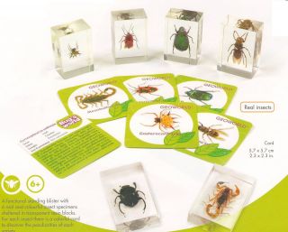 Real Insect Bugs in Clear Resin Geoworld Collection Scorpion Beetle 