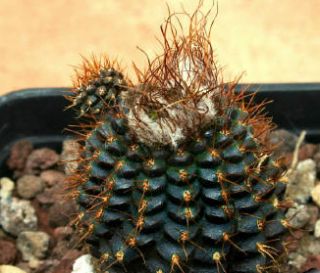  Frailea Angelesii RAREST Cactus Seeds