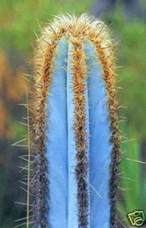   Exotic Color Columnar RARE cacti Cactus Seed 20 Seeds