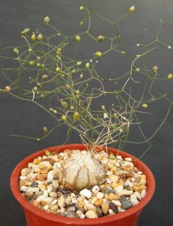   Exotic RARE caudex Flower Bonsai Onion Cactus Seed 5 Seeds