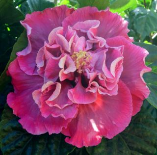 Hibiscus sp ‘Magnifique’ Tropical   Cajun  Plant 4.5 Pot
