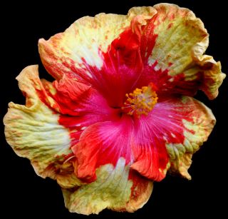 Hibiscus SP Cajun Cocktail` Tropical Cajun Plant 4 5 Pot Box Liners 