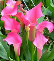 Calla Lily Bulbs Neon Amour Hot Pink Calla Lilies