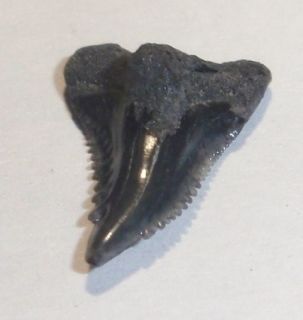 Ancient Fossil Shark Tooth, Calvert Cliff Maryland .73 ( hemipristis 