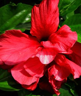 Tropical Exotic Cajun Hibiscus Plant Untamed Heart