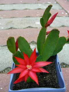 Red Easter Christmas Cactus Rhipsalidopsis Rooted Plant