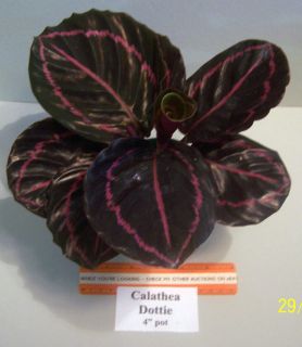 Calathea Dottie Prayer Plant Live Plant 4 inch Pot