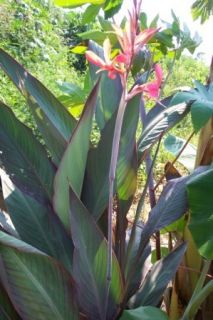 Canna Lily Bird of Paradise Live Plant Cannaceae