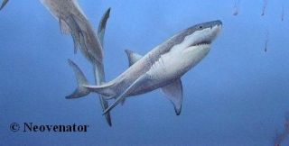   name carcharodon carcharias meaning great white shark shark