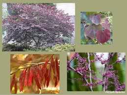 Forest Pansy Cercis canadensis East Red Bud x 20 Seed